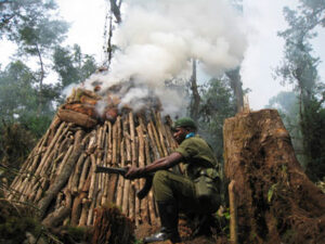 Virunga park ranger